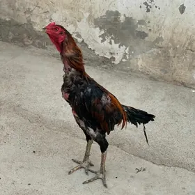 Taskent horaz