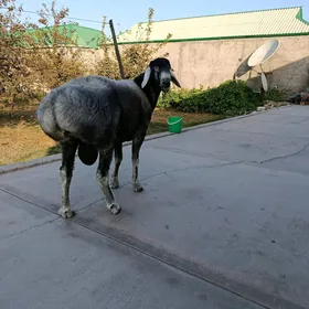 Goç