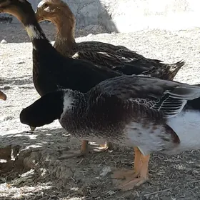 öredek