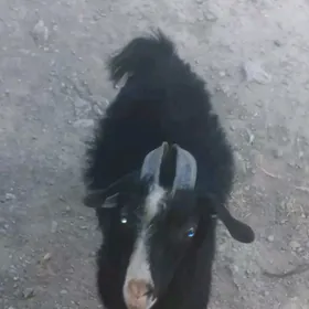 geci erkec