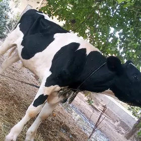 Galsteyin okuzce