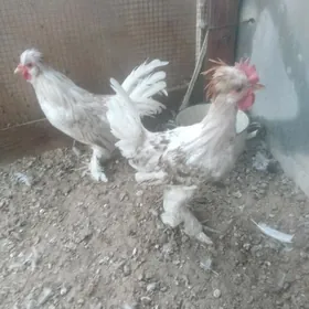 karlik