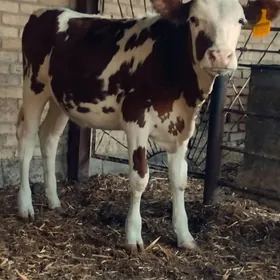 simmental fleckvieh unajyn