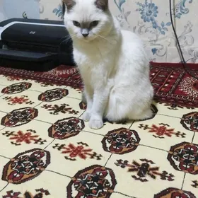 pişik