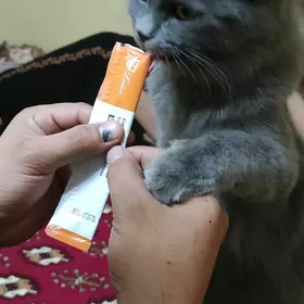 Pişik