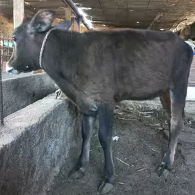 tuwe