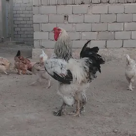 brama lahmaty towuklar