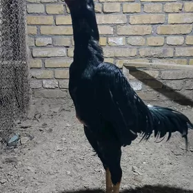 horaz