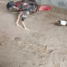horaz