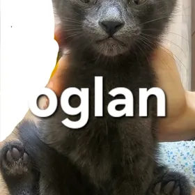 pişik,кошка