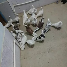kepderi