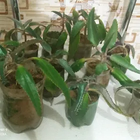 лечебное каланхоэ