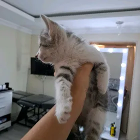 pisik pishik котёнок