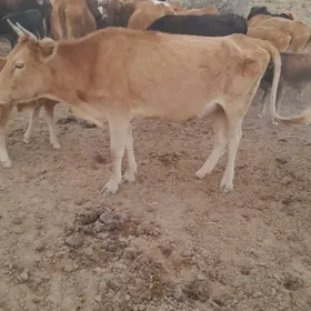 Sygyr