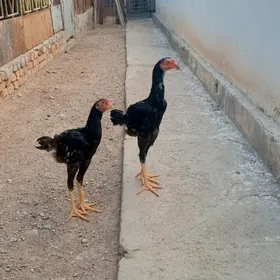 Juyje