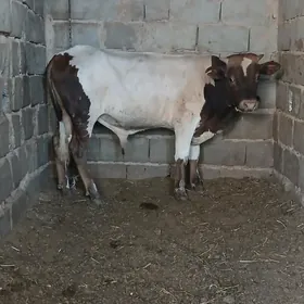 öküz