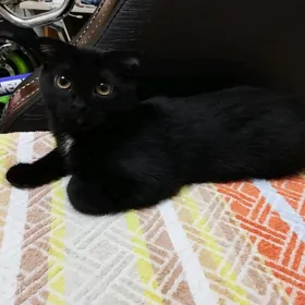кошка