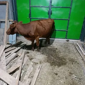 GQLELI  SYGYR