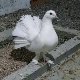 Kepderi pawlin