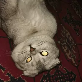 кот