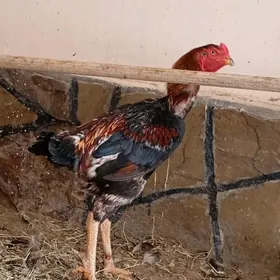 boýsowyý horaz we mäki