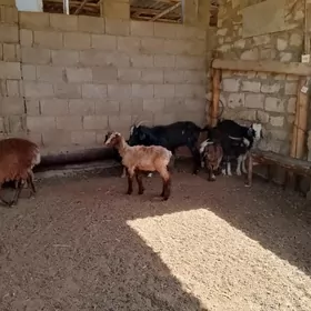 geçi we çebiş
