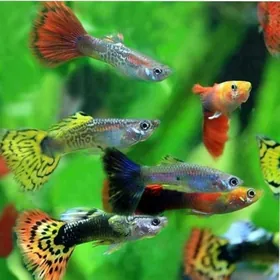 рыбки и растения