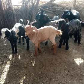 Bakylan çebişler