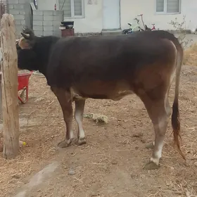 tüwe