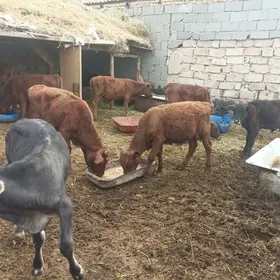 öküzçe tüwe öküz göle