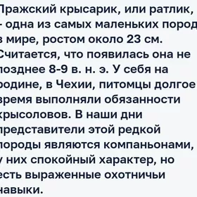 Пражский крысарик щенки резерв