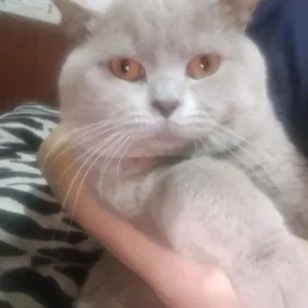 шотландец лиловый