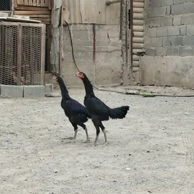 taşkent mäki