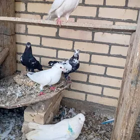 kepderi