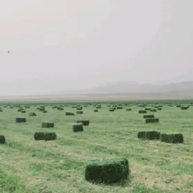 Yorunja