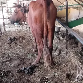 bakylan sygyr