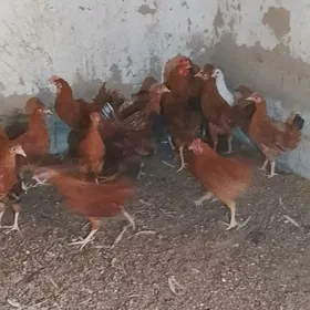 towuk juyje