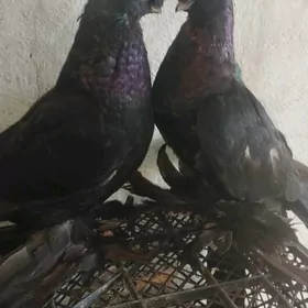 Kepderi