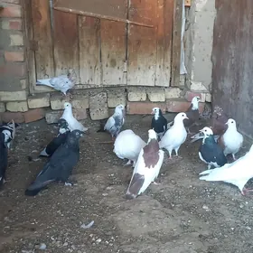 kepderi eri pesanaly