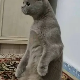 Вислоухий КОТ