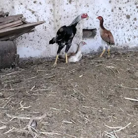 baysow horaz