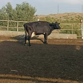 ARGYNAL ÇORNY