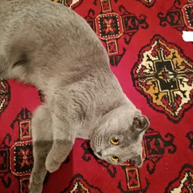 Кошка  вислоухая