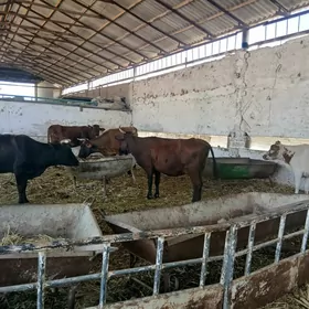 bogoz goleli gulajyn