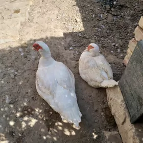 indukutga ördek lotga