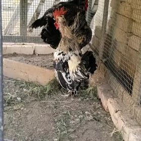 horazlar.