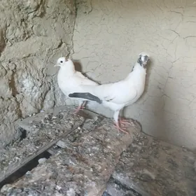 Kepderi