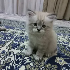 pişik