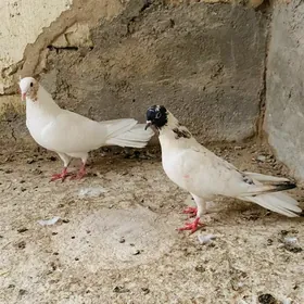 Kepderi