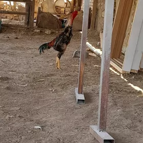 baysow